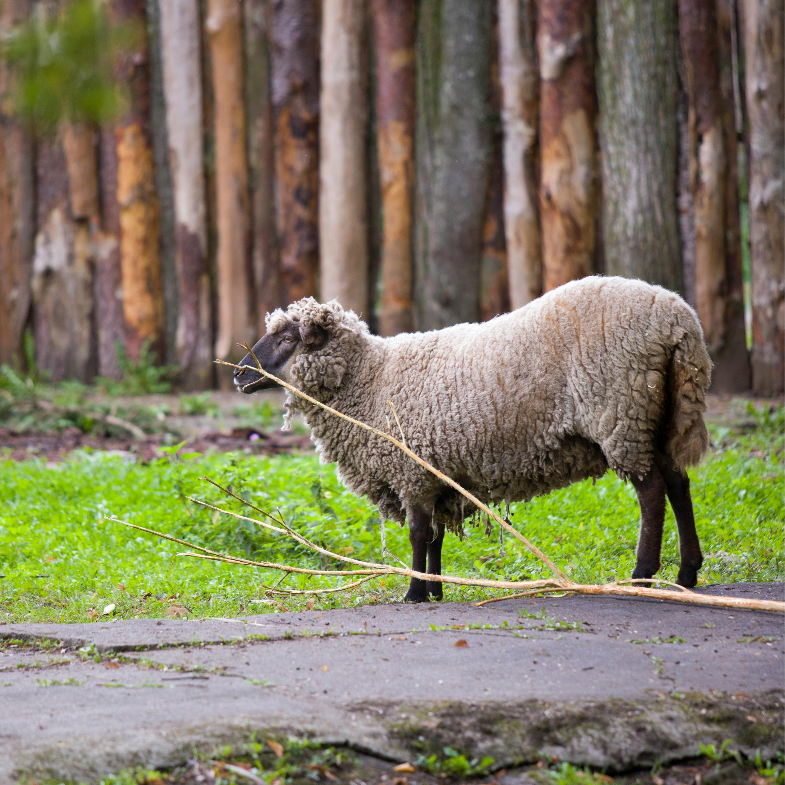 A lone Shropshire sheep stands by a log fence in a pastoral farm setting.