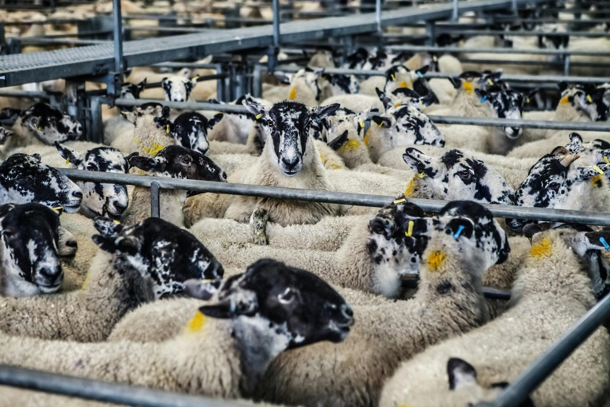 A crowded pen of speckle-faced sheep at an agricultural market, showcasing livestock management.
